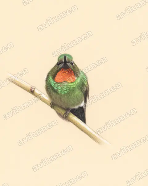 Colored pencil illustration: Heliangelus micraster (Flame-throated sunangel)