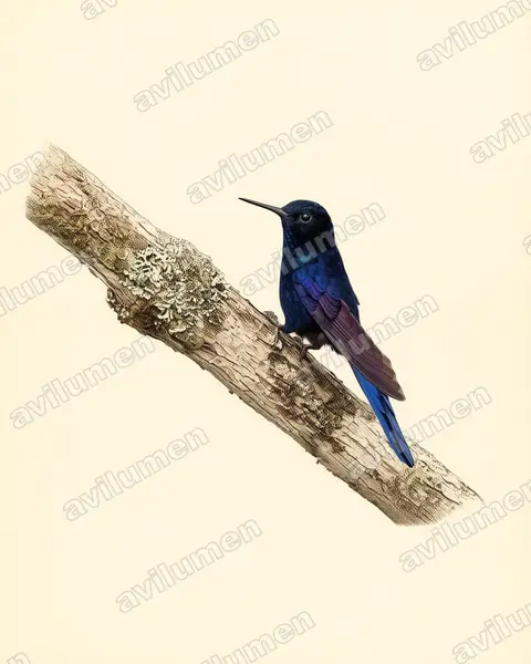 Illustration im Stil Historische Tafel: Blausonnennymphe (Heliangelus regalis)