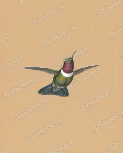 梅里达领蜂鸟（Heliangelus spencei）的彩色铅笔插画