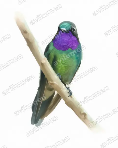 Ilustración en Acuarela: Heliangelus viola (Colibrí violeta​)