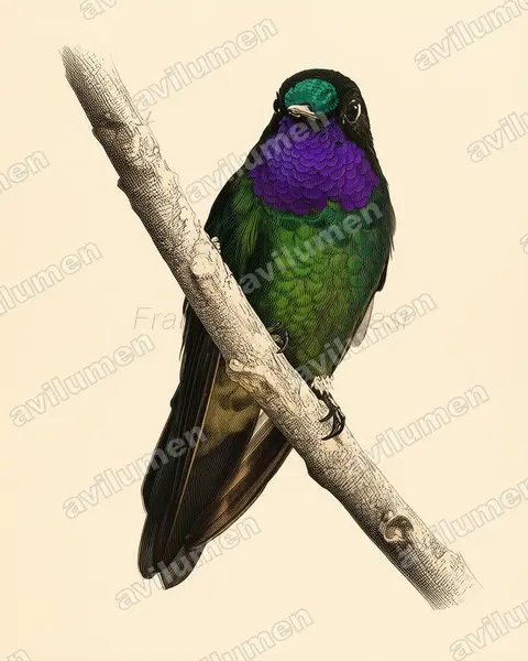 Ilustración en Lámina antigua: Heliangelus viola (Colibrí violeta​)
