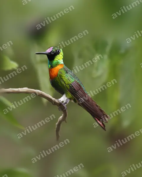 Ilustración en Realista: Heliodoxa aurescens (Brillante pechicastaño​)