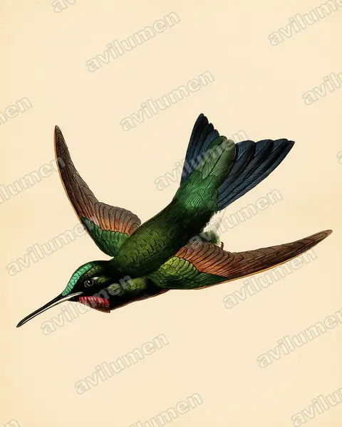 棕甲辉蜂鸟（Heliodoxa branickii）的古典图版插画