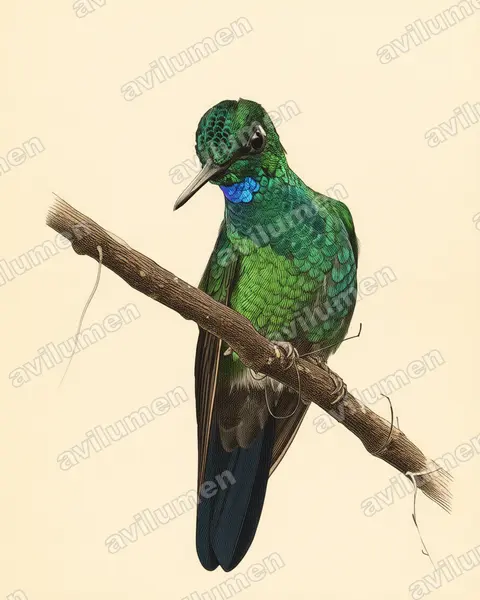 Illustration im Stil Historische Tafel: Grünstirn-Brillantkolibri (Heliodoxa jacula)