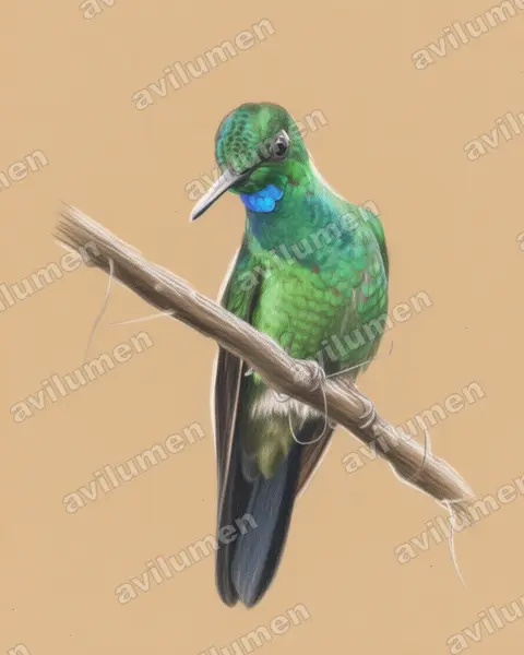 Illustration im Stil Buntstift: Grünstirn-Brillantkolibri (Heliodoxa jacula)