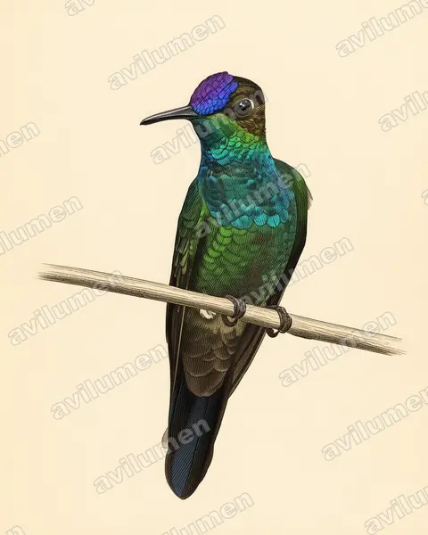 紫额辉蜂鸟（Heliodoxa leadbeateri）的古典图版插画