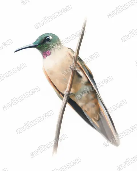 Ilustración en Acuarela: Heliodoxa rubinoides (Brillante pechigamuza​)