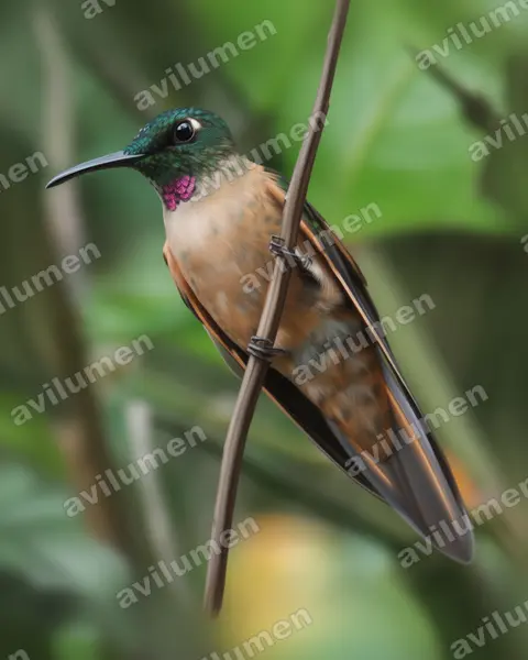 Ilustración en Realista: Heliodoxa rubinoides (Brillante pechigamuza​)