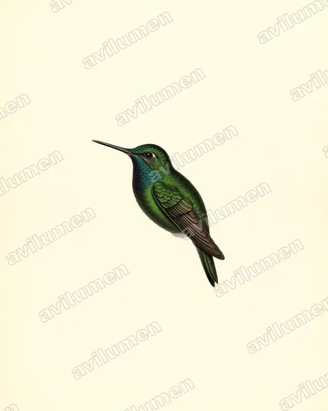 Illustration Planche ancienne : Heliodoxa xanthogonys (Brillant à couronne verte)