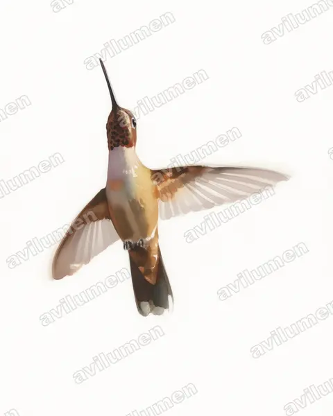 Ilustración en Acuarela: Heliomaster constantii (Colibrí pochotero​)