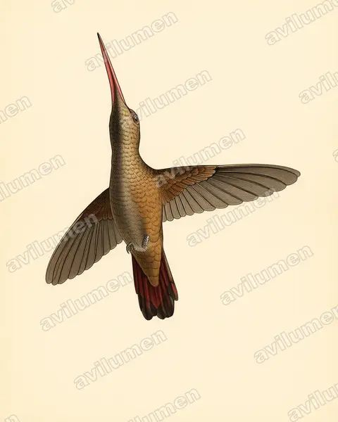 Ilustración en Lámina antigua: Heliomaster constantii (Colibrí pochotero​)