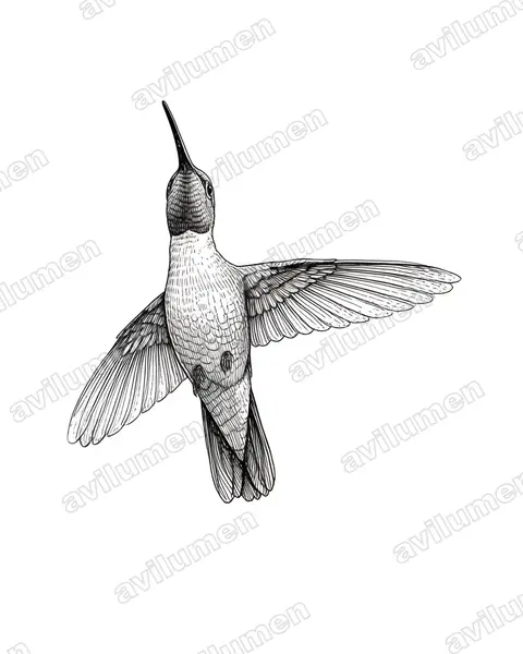Ilustración en Tinta: Heliomaster constantii (Colibrí pochotero​)