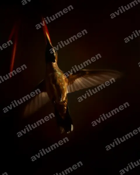 Ilustración en Óleo: Heliomaster constantii (Colibrí pochotero​)