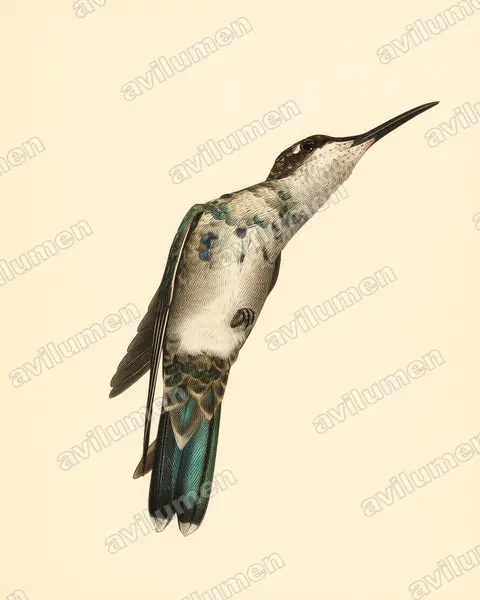 Ilustración en Lámina antigua: Heliomaster furcifer (Colibrí de barbijo)