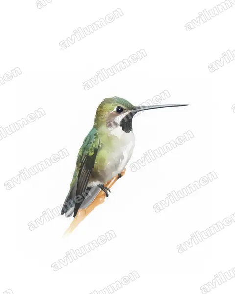 Illustration Aquarelle : Heliomaster longirostris (Colibri corinne)