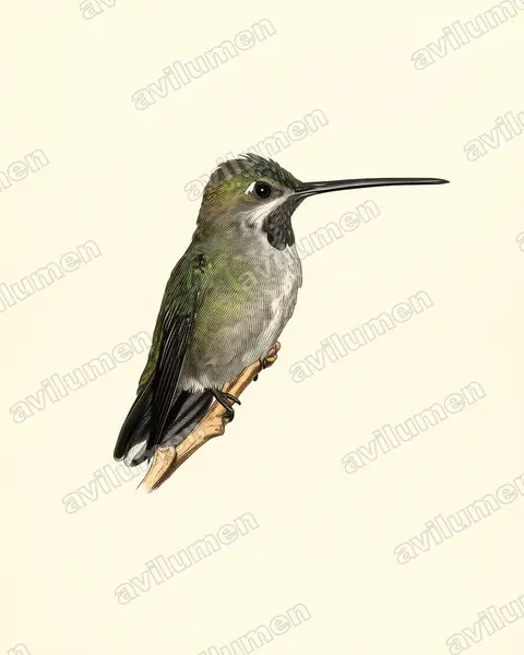 Illustration Planche ancienne : Heliomaster longirostris (Colibri corinne)