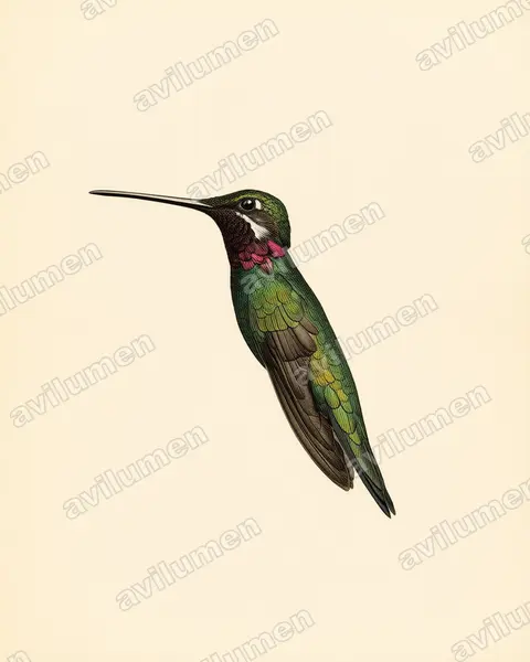 Ilustración en Lámina antigua: Heliomaster squamosus (Colibrí escamoso​)