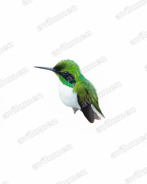 Illustration im Stil Aquarell: Grünstirn-Schmuckkolibri (Heliothryx auritus)