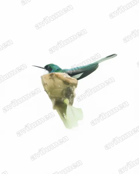 Watercolor illustration: Heliothryx barroti (Purple-crowned fairy)