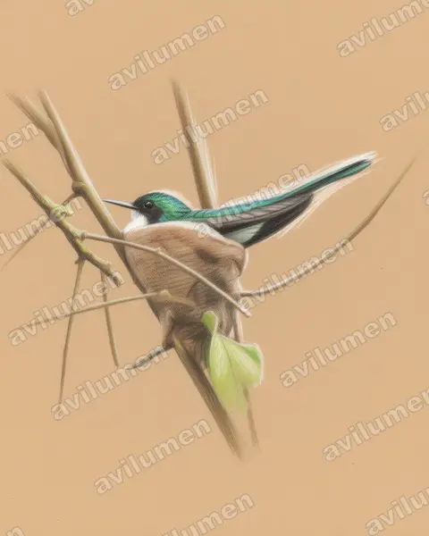 Colored pencil illustration: Heliothryx barroti (Purple-crowned fairy)