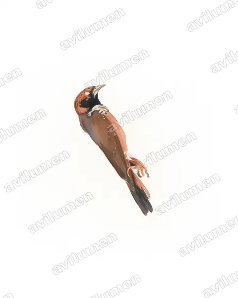 Ilustración en Acuarela: Heteromunia pectoralis (Diamante pectoral)