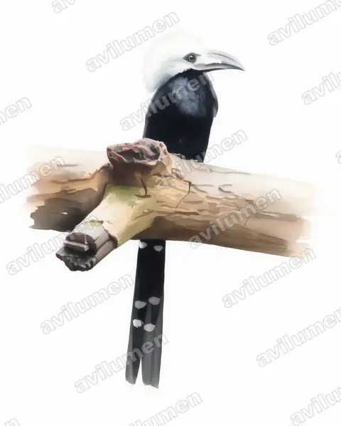 Illustration im Stil Aquarell: Weißschopf-Hornvogel (Horizocerus albocristatus)