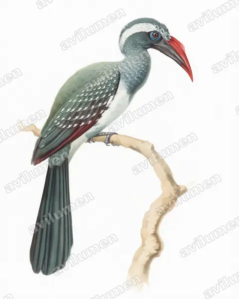 Black Dwarf Hornbill（Horizocerus hartlaubi）的水彩插画