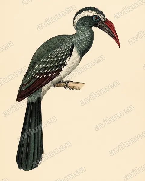 Black Dwarf Hornbill（Horizocerus hartlaubi）的古典图版插画