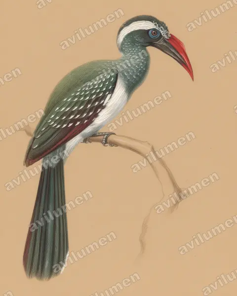 Black Dwarf Hornbill（Horizocerus hartlaubi）的彩色铅笔插画