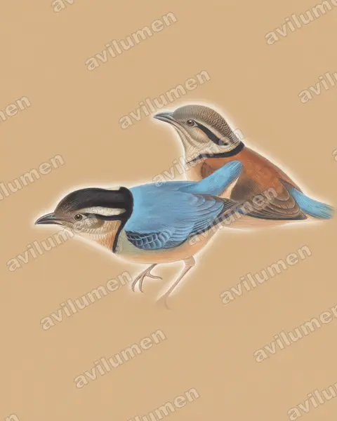 Ilustración en Lápiz de color: Hydrornis caeruleus (Pita gigante)