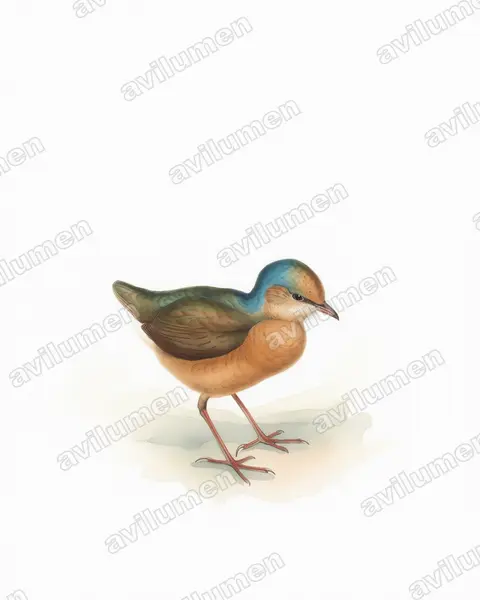 Illustration Aquarelle : Hydrornis nipalensis (Brève à nuque bleue)