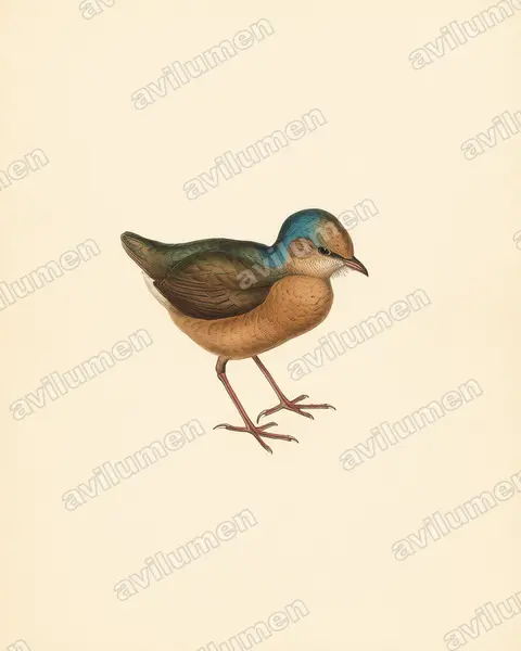 Illustration Planche ancienne : Hydrornis nipalensis (Brève à nuque bleue)