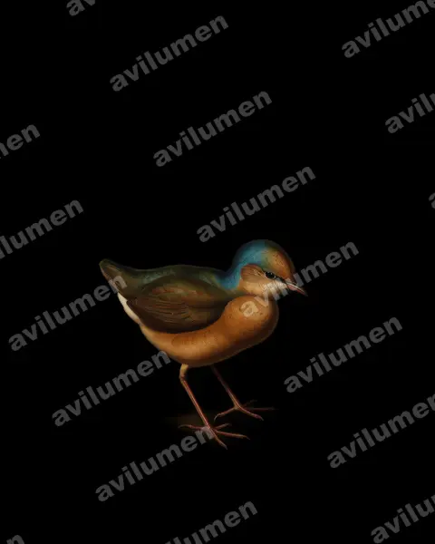 Illustration Huile : Hydrornis nipalensis (Brève à nuque bleue)