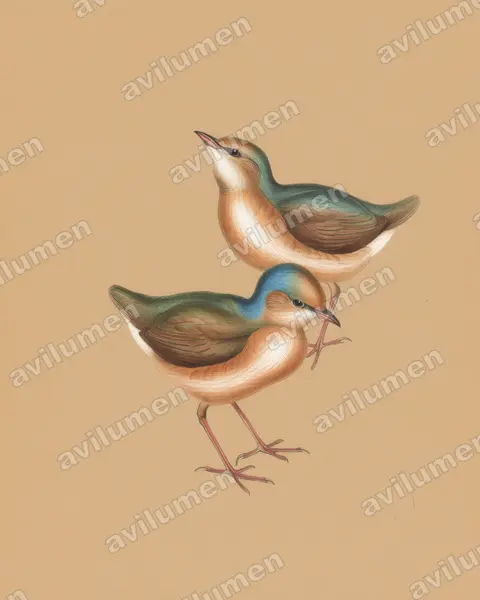Illustration Crayon de couleur : Hydrornis nipalensis (Brève à nuque bleue)