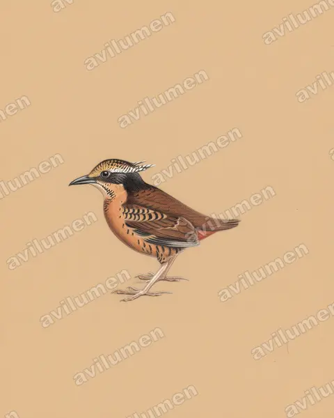 Illustration im Stil Buntstift: Ohrenpitta (Hydrornis phayrei)