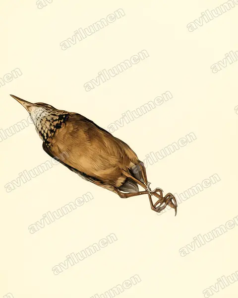 施氏八色鸫（Hydrornis schneideri）的古典图版插画