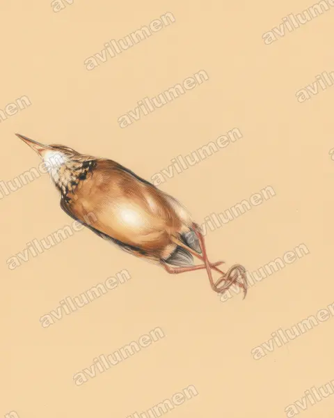 施氏八色鸫（Hydrornis schneideri）的彩色铅笔插画