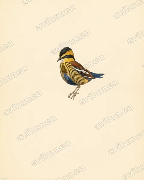 Vintage plate illustration: Hydrornis schwaneri (Bornean Banded Pitta)
