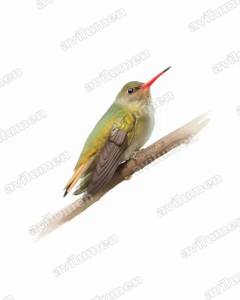Illustration Aquarelle : Hylocharis chrysura (Saphir à queue d'or)