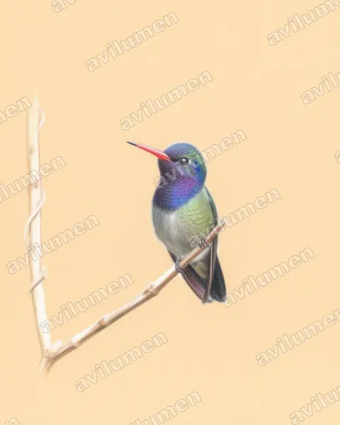 Ilustración en Lápiz de color: Hylocharis cyanus (Chlorestes cyanus)