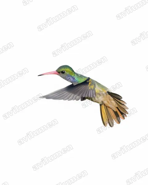 Illustration Aquarelle : Hylocharis eliciae (Saphir d'Elicia)