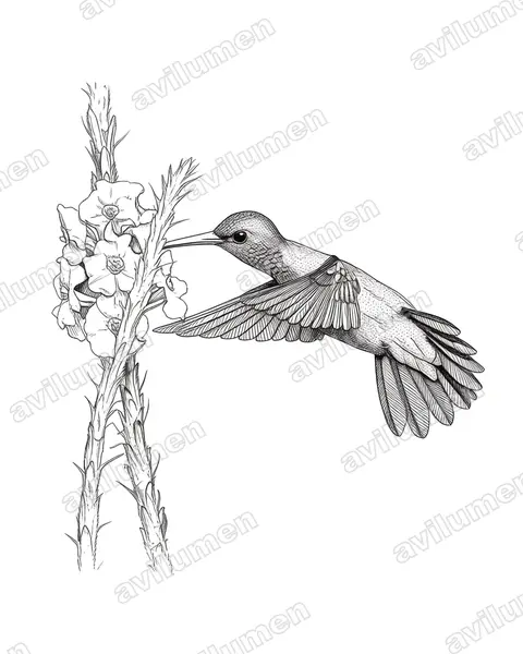 Illustration Encre : Hylocharis eliciae (Saphir d'Elicia)