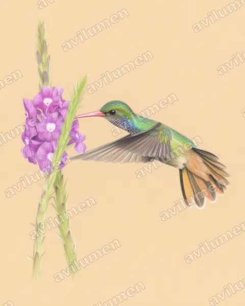 Illustration Crayon de couleur : Hylocharis eliciae (Saphir d'Elicia)