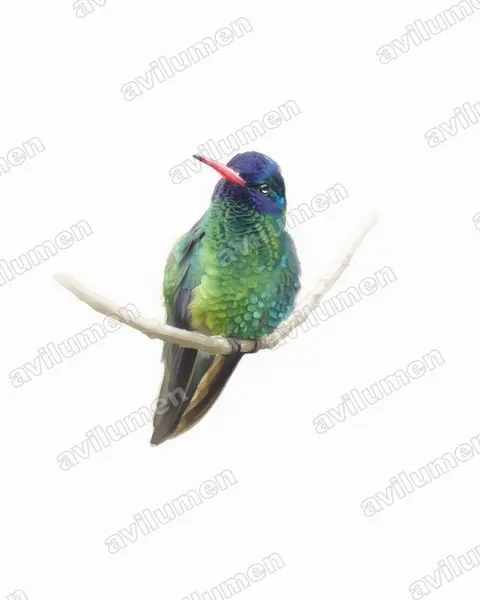 Illustration im Stil Aquarell: Blaukopfsaphir (Hylocharis grayi)