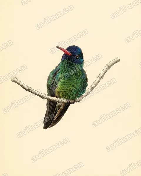 Illustration im Stil Historische Tafel: Blaukopfsaphir (Hylocharis grayi)