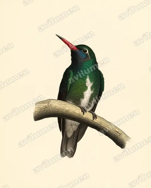 Illustration Planche ancienne : Hylocharis humboldtii (Saphir de Humboldt)