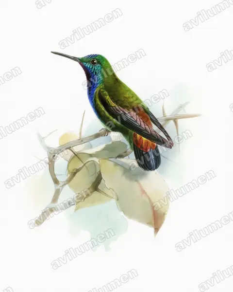 Ilustración en Acuarela: Hylocharis pyropygia (Zafiro de lomo en llamas)