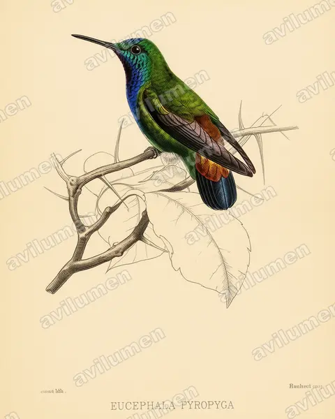 Ilustración en Lámina antigua: Hylocharis pyropygia (Zafiro de lomo en llamas)
