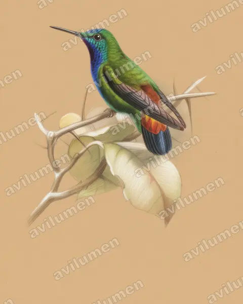 Ilustración en Lápiz de color: Hylocharis pyropygia (Zafiro de lomo en llamas)