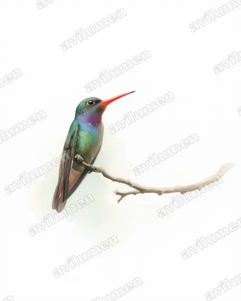 Watercolor illustration: Hylocharis sapphirina (Rufous-throated sapphire)